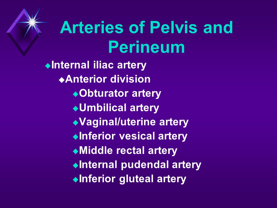 Arteries of Pelvis and Perineum