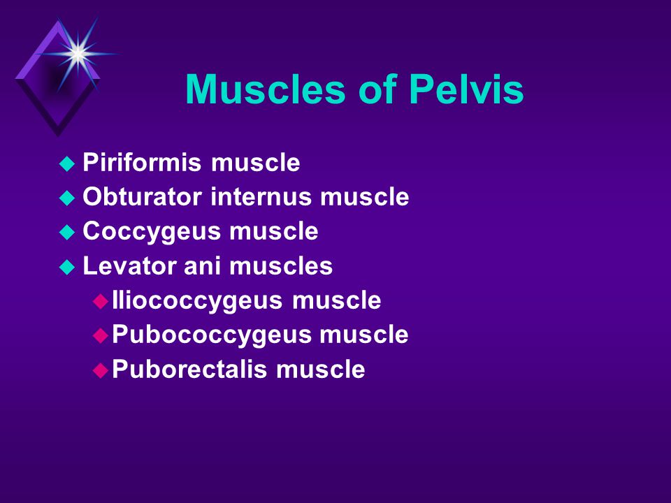 Muscles of Pelvis Piriformis muscle Obturator internus muscle