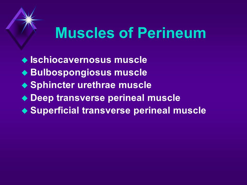 Muscles of Perineum Ischiocavernosus muscle Bulbospongiosus muscle