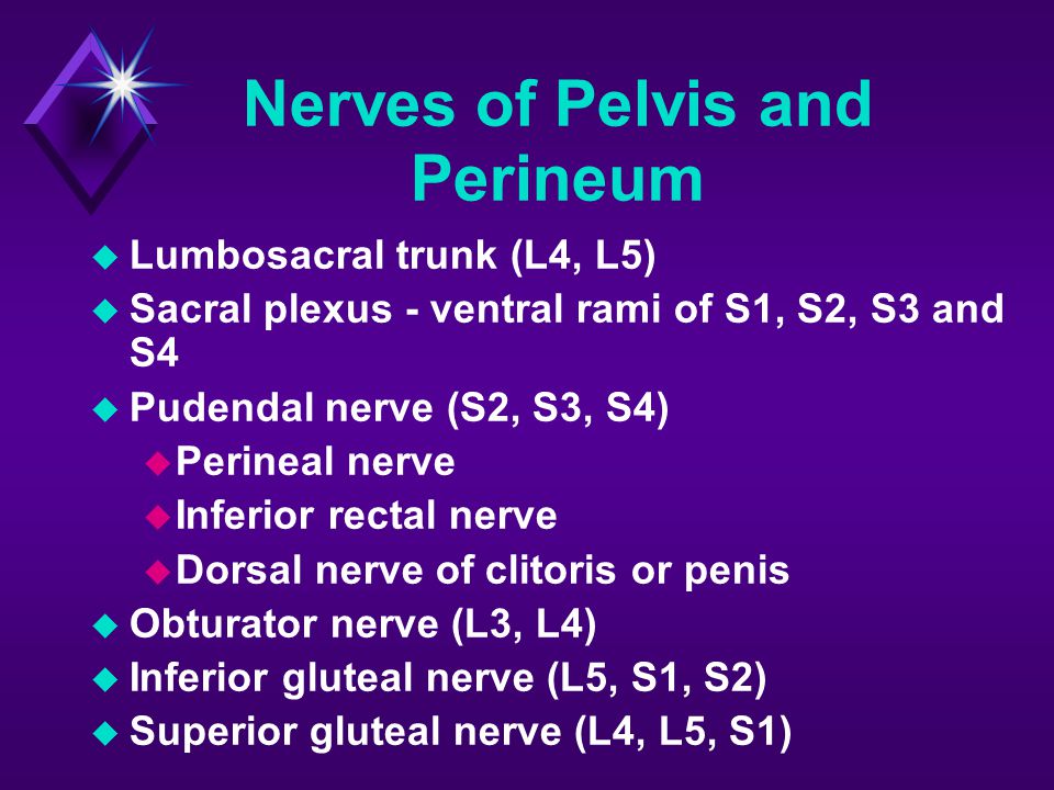 Nerves of Pelvis and Perineum