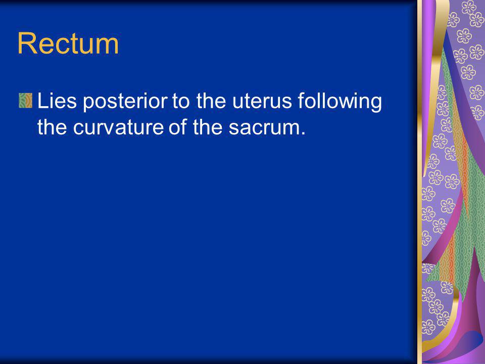 Rectum Lies posterior to the uterus following the curvature of the sacrum.
