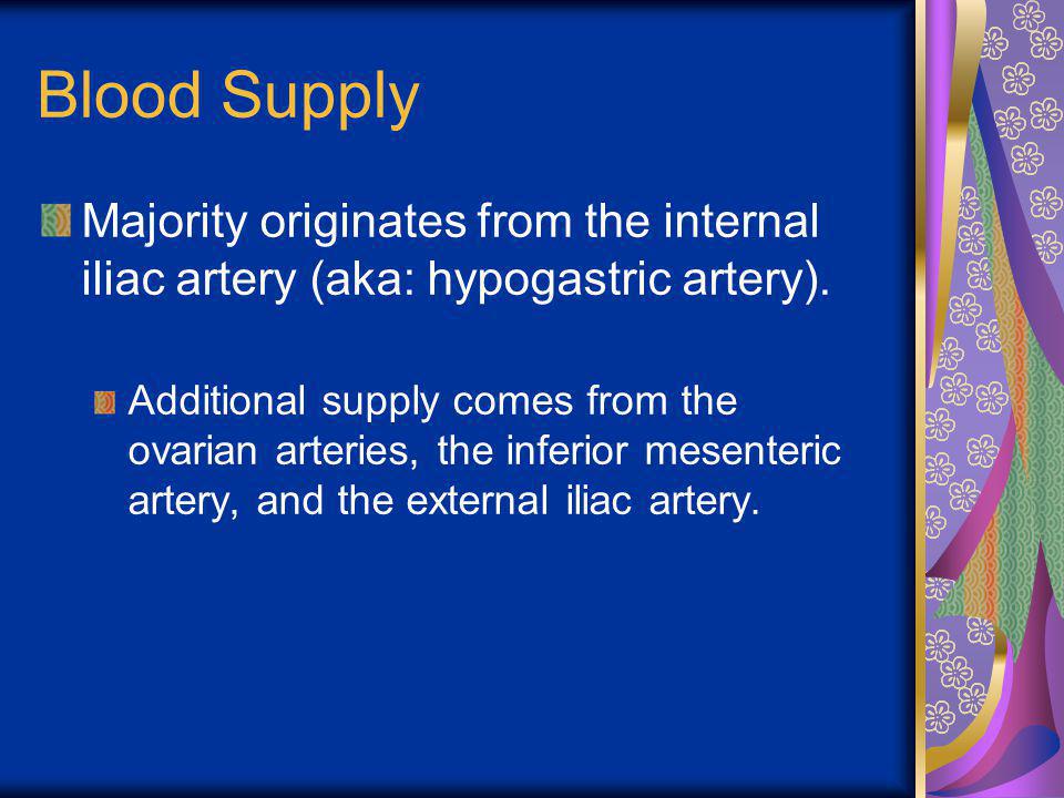 Blood Supply Majority originates from the internal iliac artery (aka: hypogastric artery).