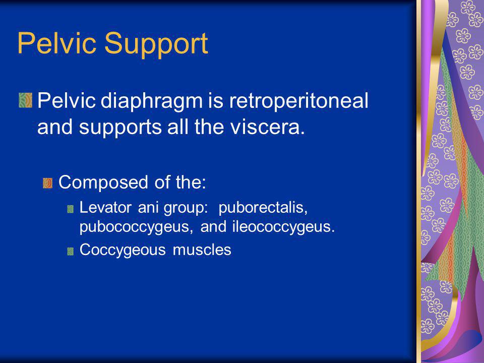 Pelvic Support Pelvic diaphragm is retroperitoneal and supports all the viscera. Composed of the: