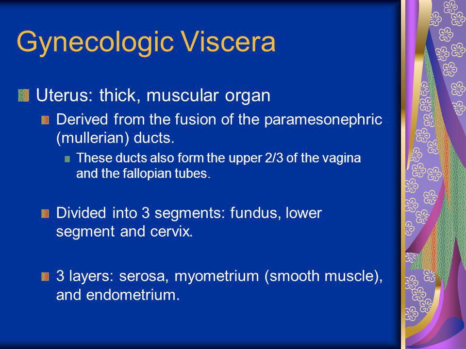Gynecologic Viscera Uterus: thick, muscular organ