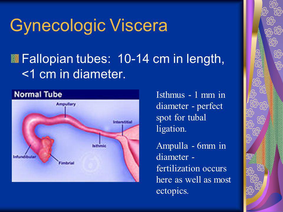 Gynecologic Viscera Fallopian tubes: cm in length, <1 cm in diameter. Isthmus - 1 mm in diameter - perfect spot for tubal ligation.