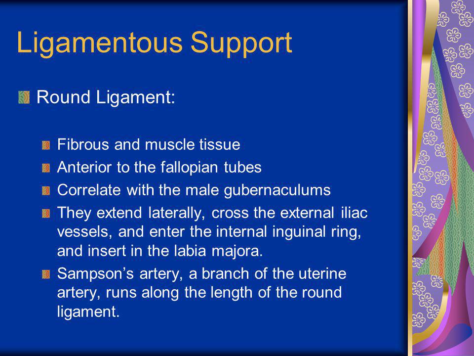 Ligamentous Support Round Ligament: Fibrous and muscle tissue