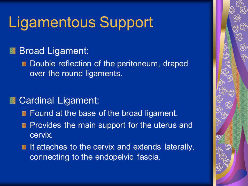 Ligamentous Support Broad Ligament: Cardinal Ligament: