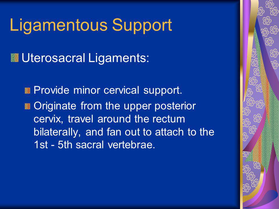 Ligamentous Support Uterosacral Ligaments: