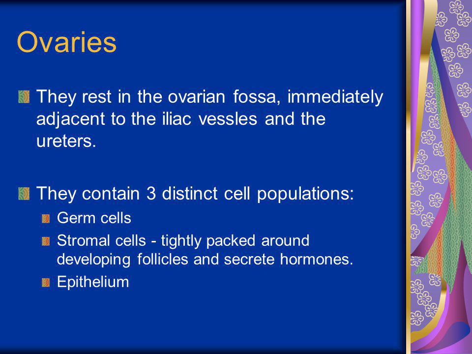 Ovaries They rest in the ovarian fossa, immediately adjacent to the iliac vessles and the ureters. They contain 3 distinct cell populations: