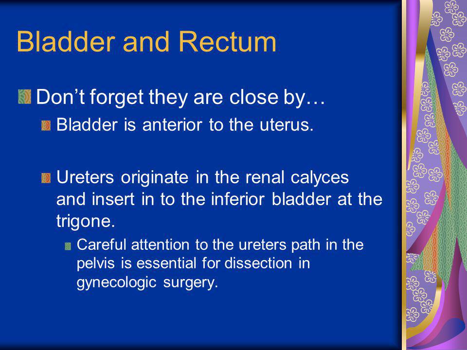 Bladder and Rectum Don’t forget they are close by…