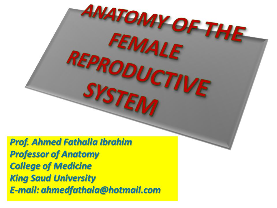 ANATOMY OF THE FEMALE REPRODUCTIVE SYSTEM