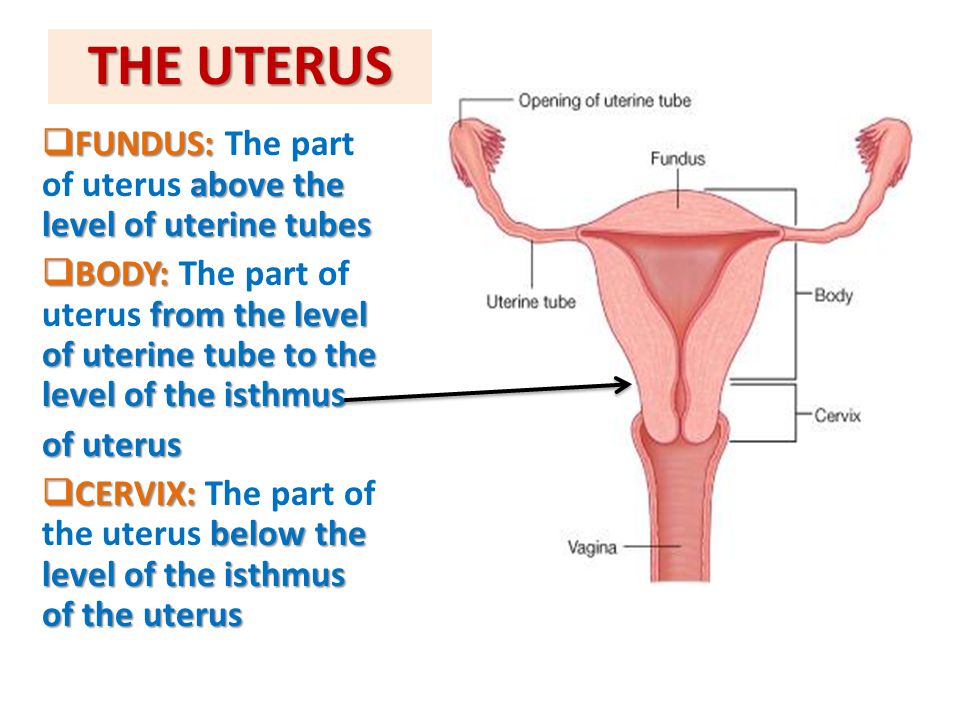 THE UTERUS FUNDUS: The part of uterus above the level of uterine tubes