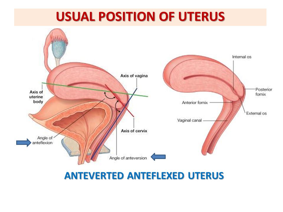 USUAL POSITION OF UTERUS
