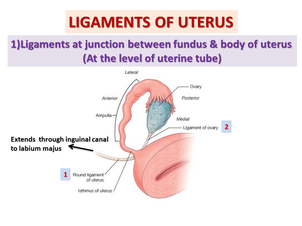 (At the level of uterine tube)