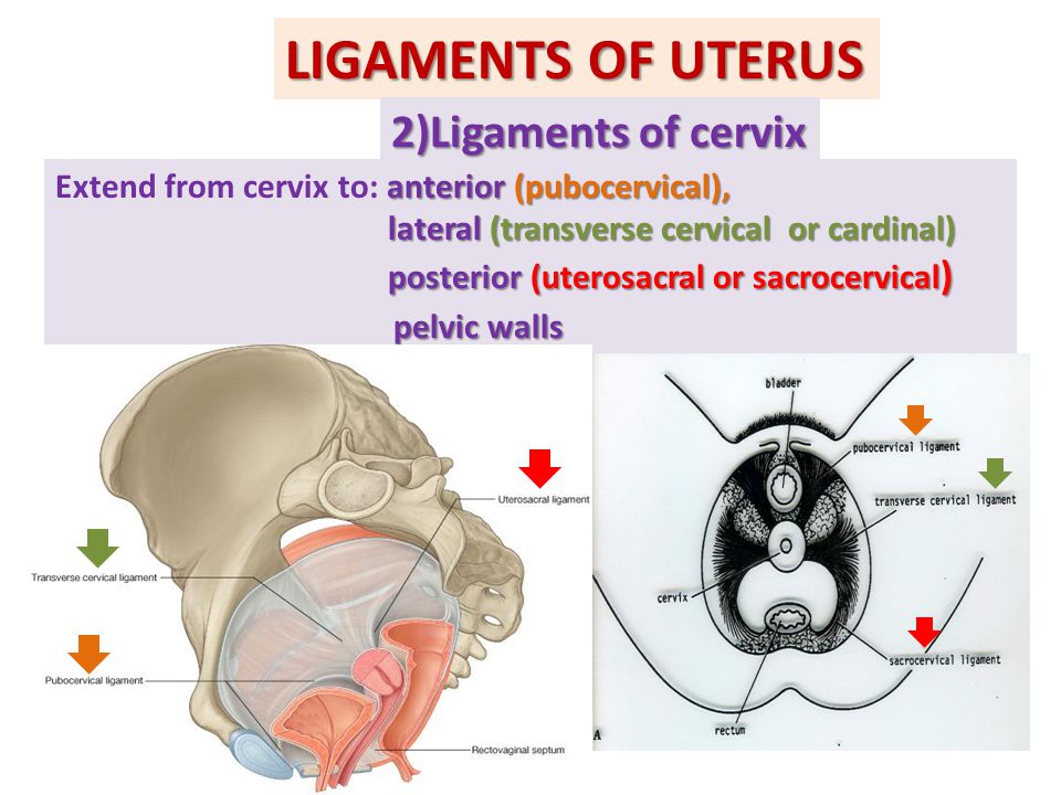 LIGAMENTS OF UTERUS 2)Ligaments of cervix pelvic walls