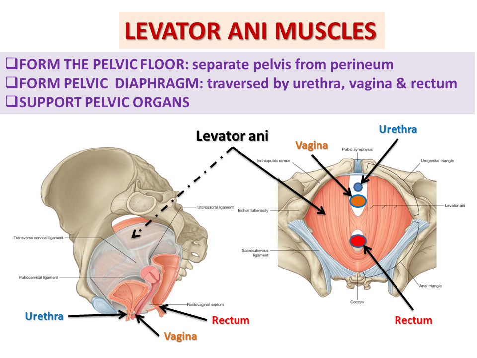 LEVATOR ANI MUSCLES FORM THE PELVIC FLOOR: separate pelvis from perineum. FORM PELVIC DIAPHRAGM: traversed by urethra, vagina & rectum.