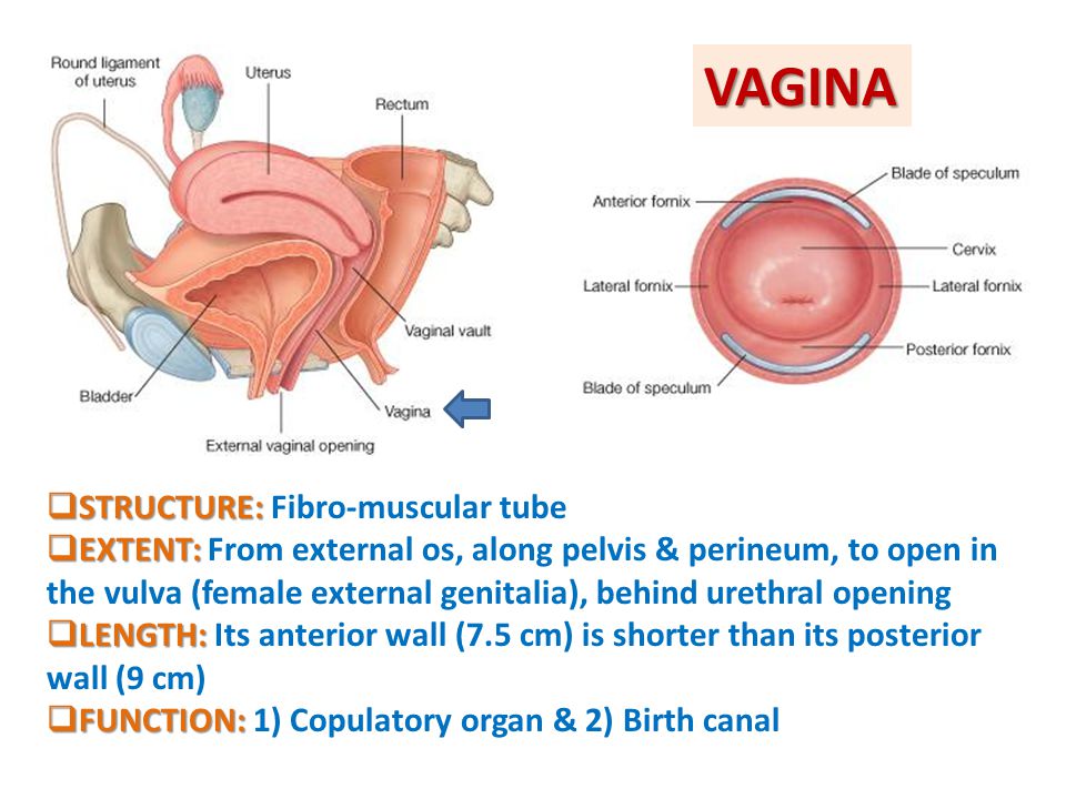 VAGINA STRUCTURE: Fibro-muscular tube
