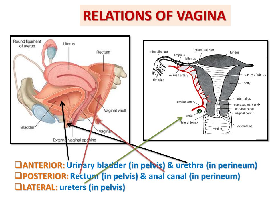 RELATIONS OF VAGINA ANTERIOR: Urinary bladder (in pelvis) & urethra (in perineum) POSTERIOR: Rectum (in pelvis) & anal canal (in perineum)