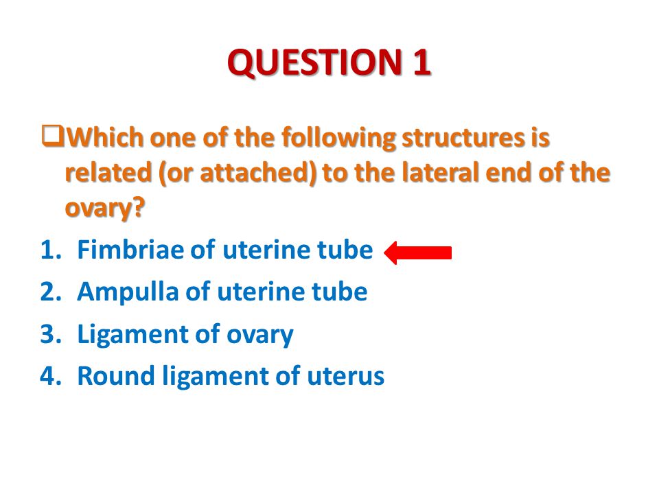 QUESTION 1 Which one of the following structures is related (or attached) to the lateral end of the ovary