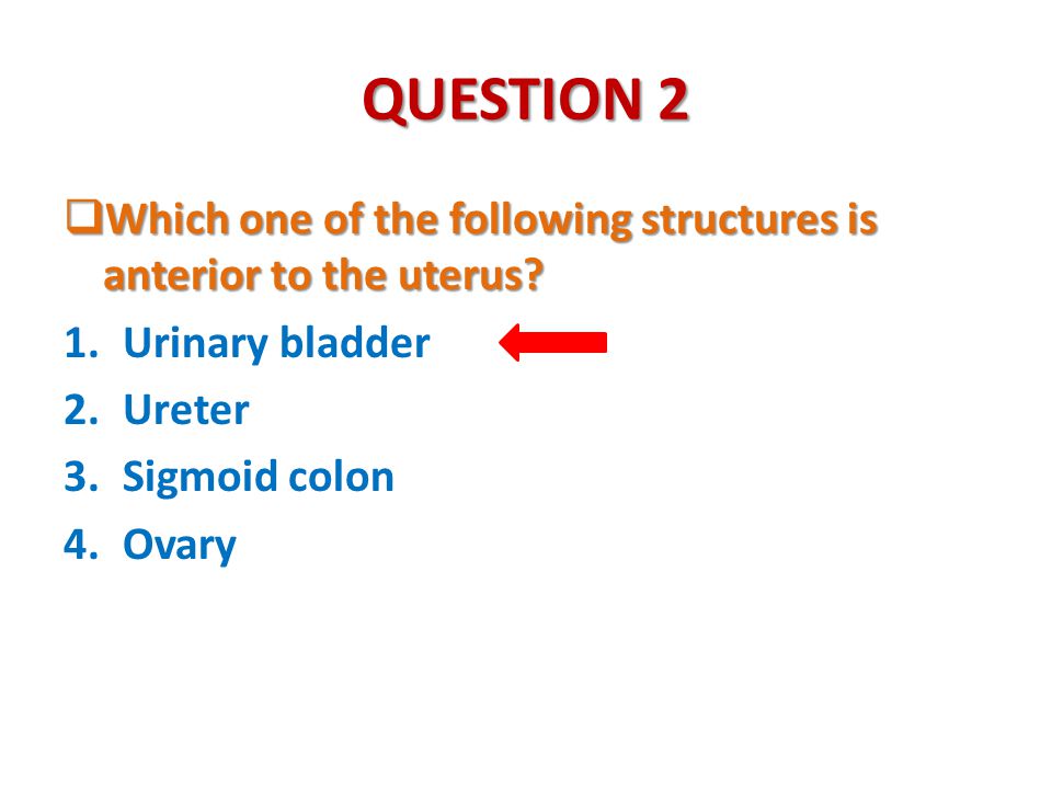 QUESTION 2 Which one of the following structures is anterior to the uterus Urinary bladder. Ureter.