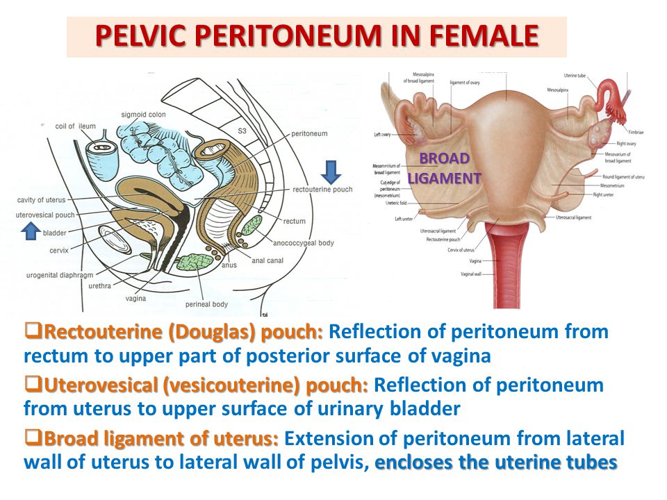PELVIC PERITONEUM IN FEMALE