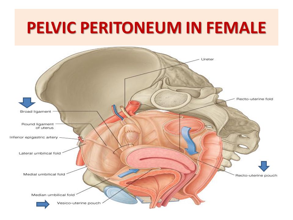 PELVIC PERITONEUM IN FEMALE