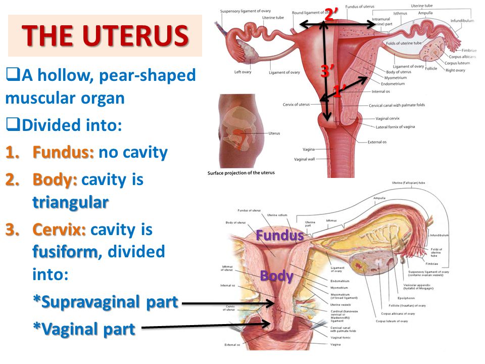 THE UTERUS 2’ 3’ A hollow, pear-shaped muscular organ 1’ Divided into: