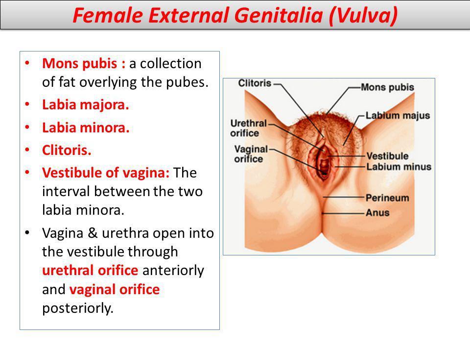 Female External Genitalia (Vulva)