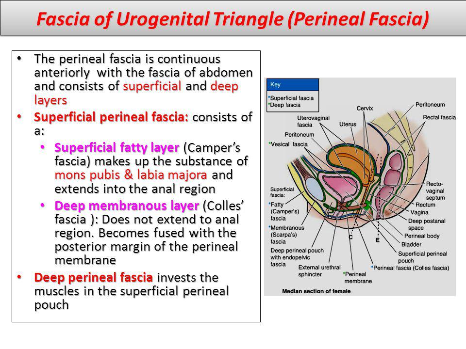Fascia of Urogenital Triangle (Perineal Fascia)