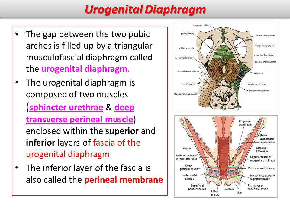 Urogenital Diaphragm The gap between the two pubic arches is filled up by a triangular musculofascial diaphragm called the urogenital diaphragm.