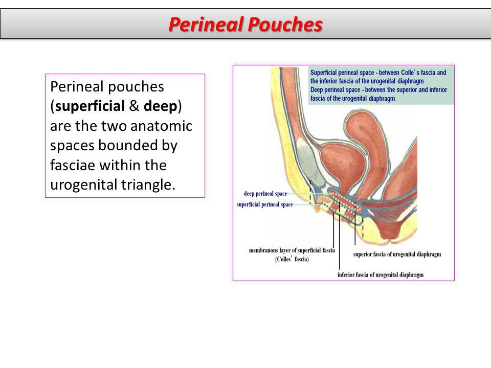 Perineal Pouches Perineal pouches (superficial & deep) are the two anatomic spaces bounded by fasciae within the urogenital triangle.