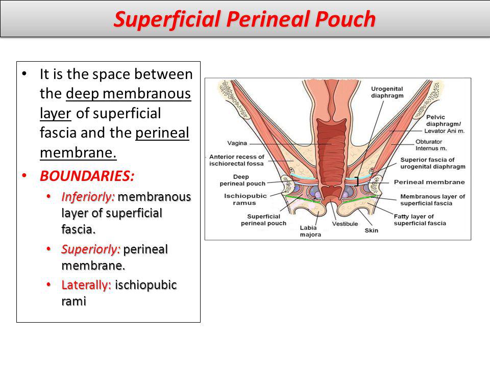Superficial Perineal Pouch