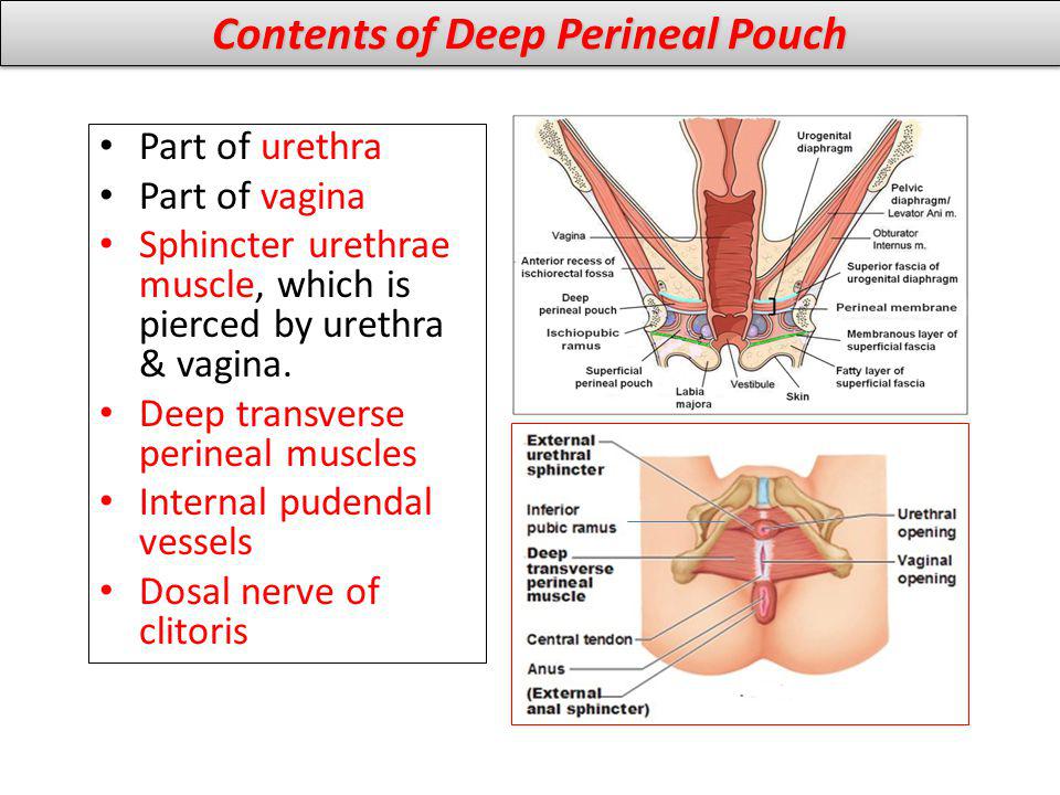 Contents of Deep Perineal Pouch