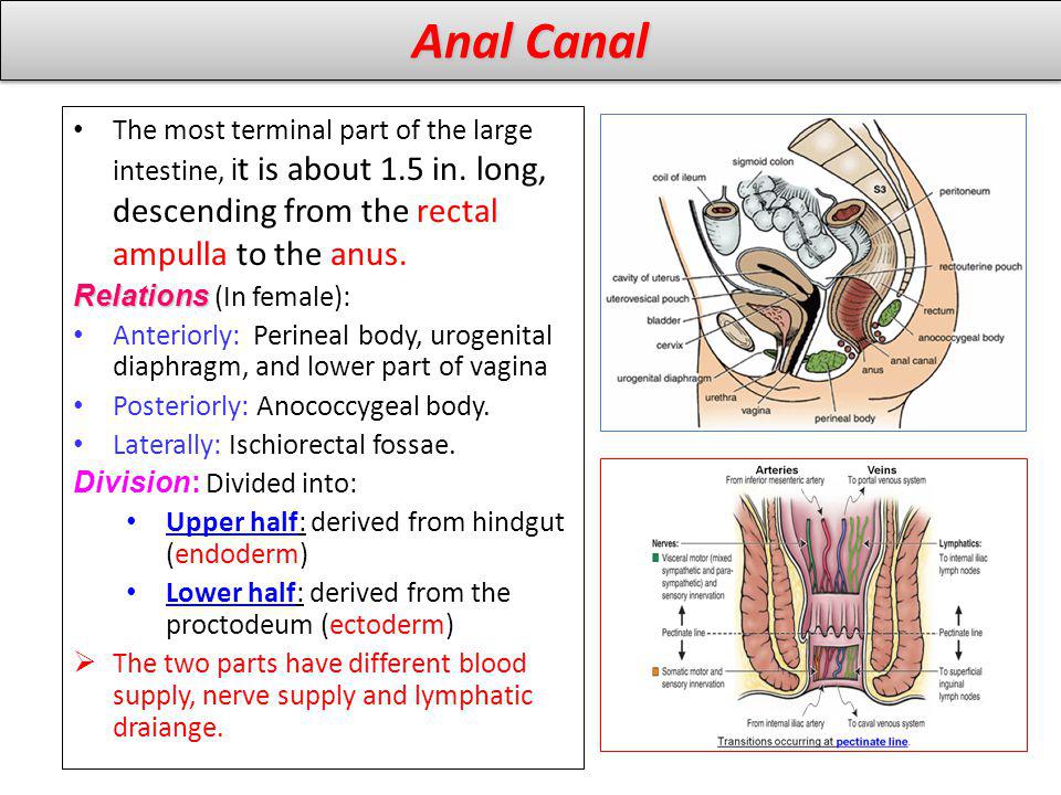 Anal Canal The most terminal part of the large intestine, it is about 1.5 in. long, descending from the rectal ampulla to the anus.
