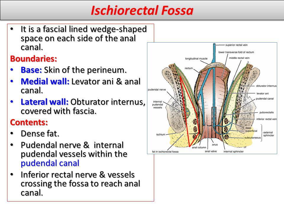 Ischiorectal Fossa It is a fascial lined wedge-shaped space on each side of the anal canal. Boundaries: