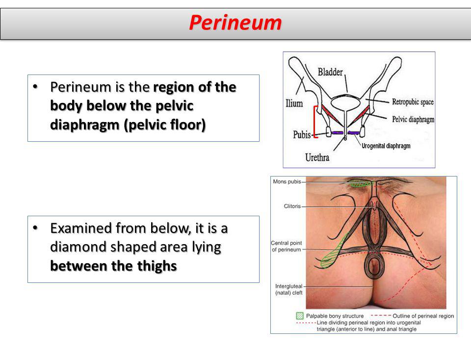 Perineum Perineum is the region of the body below the pelvic diaphragm (pelvic floor)