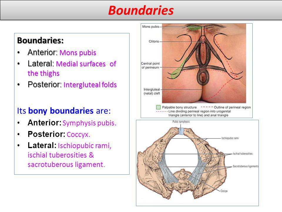 Boundaries Boundaries: Its bony boundaries are: Anterior: Mons pubis