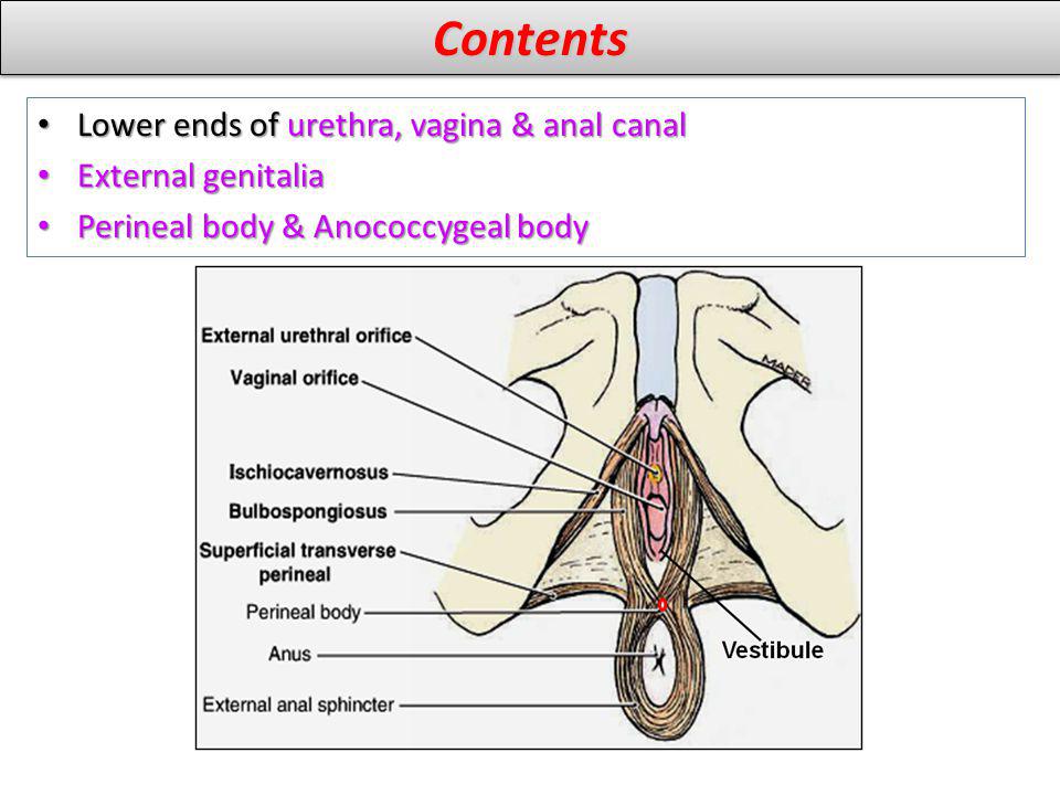 Contents Lower ends of urethra, vagina & anal canal External genitalia
