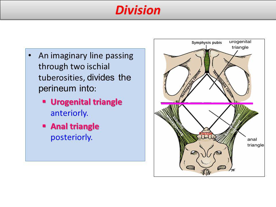 Division An imaginary line passing through two ischial tuberosities, divides the perineum into: Urogenital triangle anteriorly.