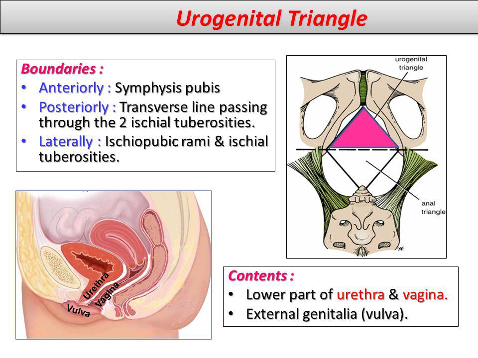 Urogenital Triangle Boundaries : Anteriorly : Symphysis pubis