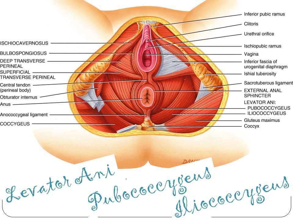 Pubococcygeus Pubococcygeus muscle