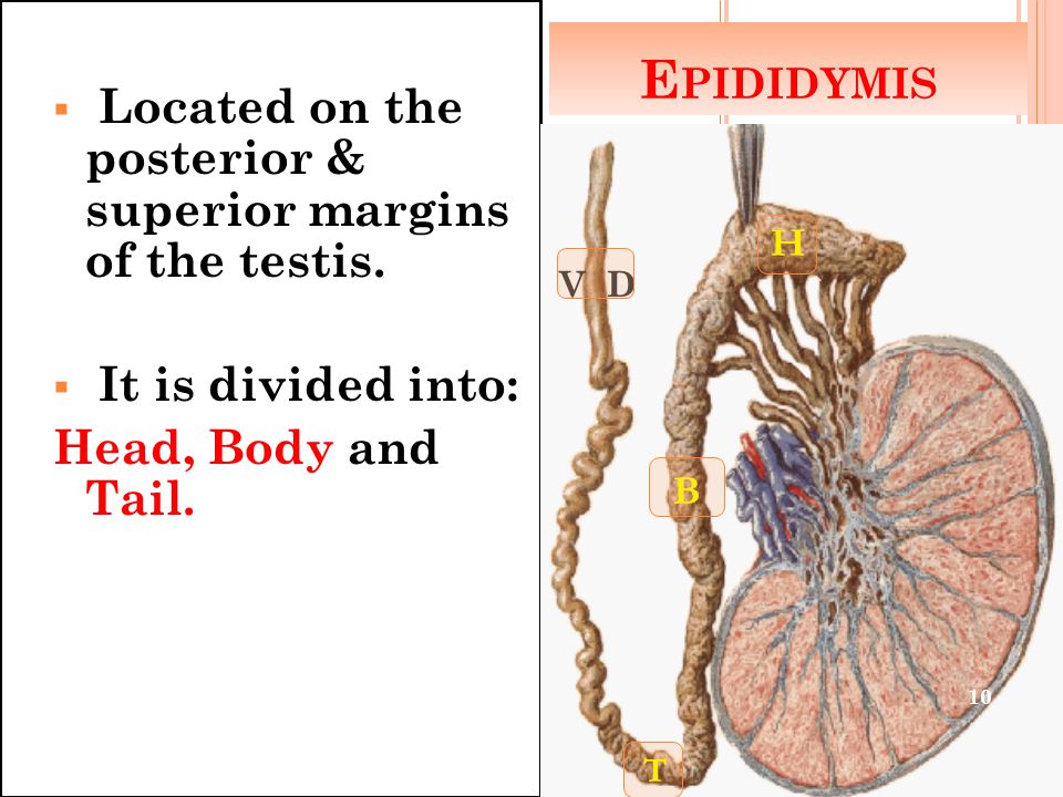 Epididymis Located on the posterior & superior margins of the testis.