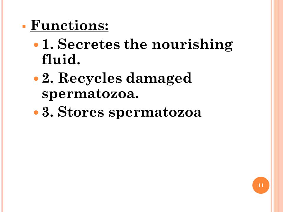 Functions: 1. Secretes the nourishing fluid. 2. Recycles damaged spermatozoa. 3. Stores spermatozoa
