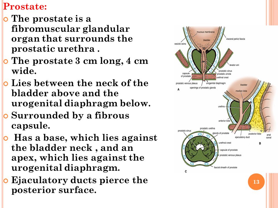 Prostate: The prostate is a fibromuscular glandular organ that surrounds the prostatic urethra .