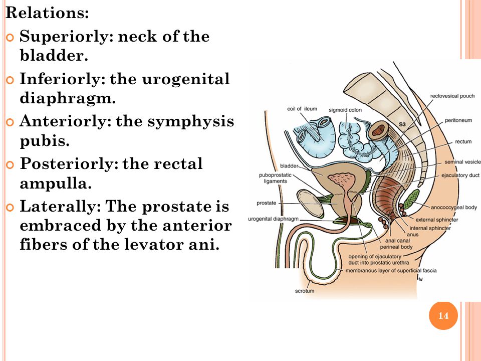 Relations: Superiorly: neck of the bladder. Inferiorly: the urogenital diaphragm. Anteriorly: the symphysis pubis.