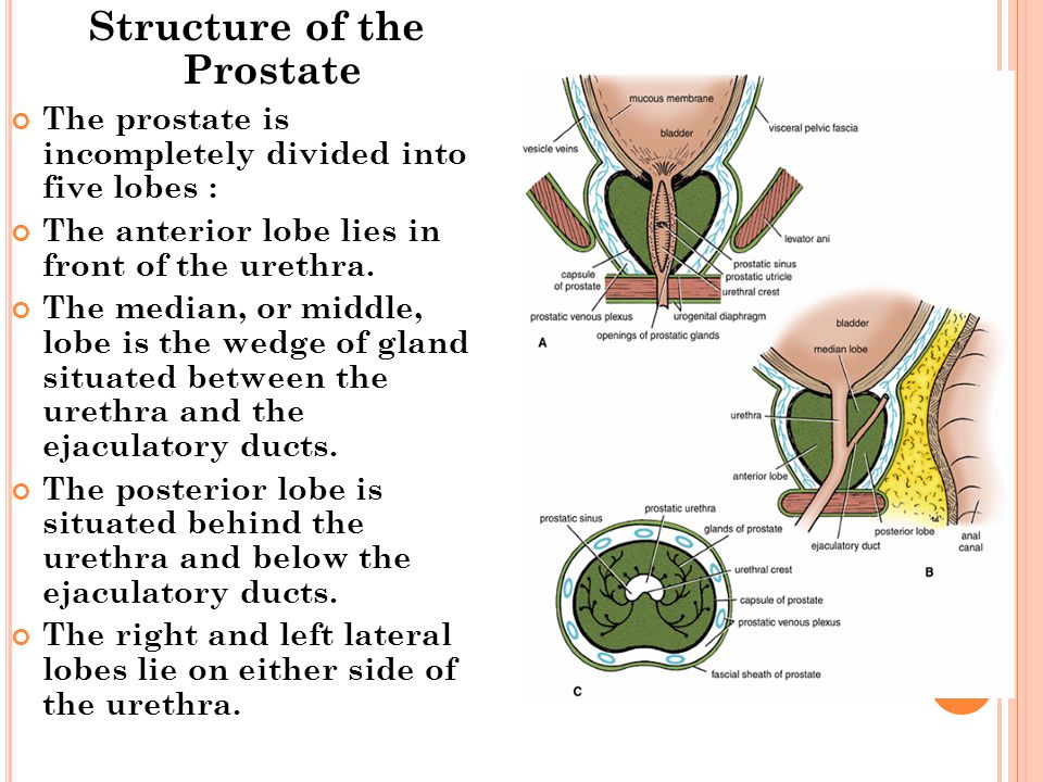 Structure of the Prostate