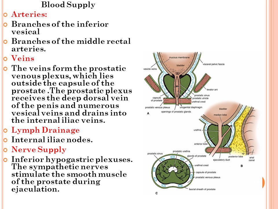 Blood Supply Arteries: Branches of the inferior vesical. Branches of the middle rectal arteries.