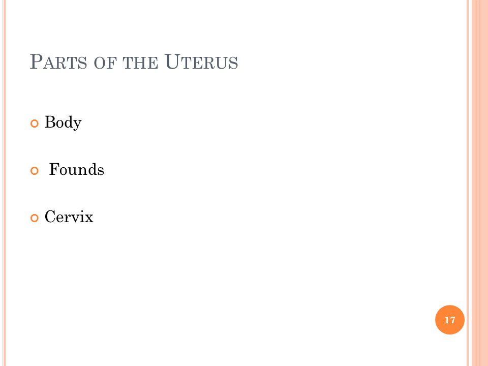 Parts of the Uterus Body Founds Cervix