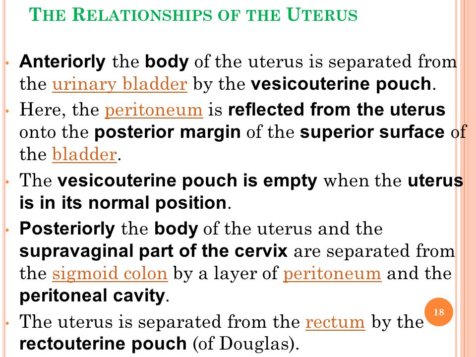 The Relationships of the Uterus