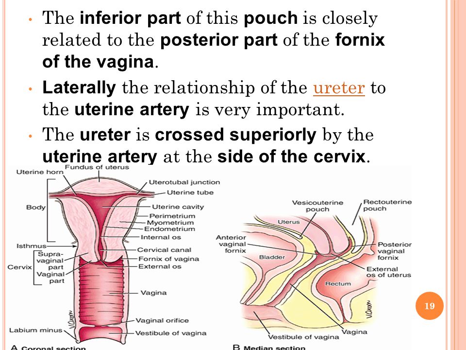 The inferior part of this pouch is closely related to the posterior part of the fornix of the vagina.